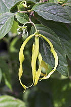 Ylang ylang flower (Cananga odorata)