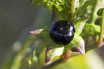 Deadly Nightshade (Atropa belladonna) poisonous fruit / berry, Sussex, UK