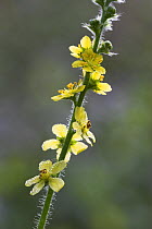 Agrimony (Agrimonia euratoria) flower stalk, Levin Down Nature Reserve, Sussex, UK