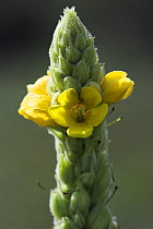 Common mullein / Aaron's rod flower (Verbascum thapsus), Levin Down Nature Reserve, Sussex, UK