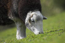 Herdwick Sheep {Ovis aries} grazing on downland, Levin Down Nature Reserve, Sussex, UK