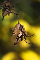 Hornbeam seeds in autumn (Carpinus betulus), Sussex, UK