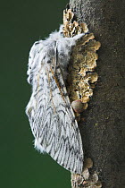 Puss Moth (Cerura vinula) on tree bark, UK