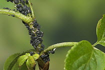 Elder aphids (Aphis sambuci) on elder stalk, UK