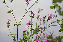 Red Campion (Silene dioica) flowers, Somerset, UK