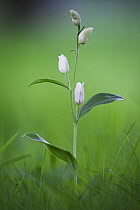 White Helleborine (Cephalanthera damasonium previously: Cephalanthera latifolia) Sussex, UK