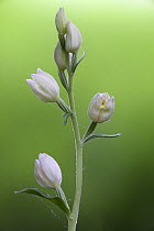 White Helleborine (Cephalanthera damasonium previously: Cephalanthera latifolia) Sussex, UK