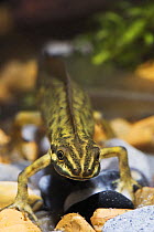 Male Smooth newt (Triturus vulgaris) underwater, Captive