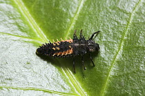 Multicoloured / Asian / Harlequin Ladybird larva (Harmonia axyridis) UK