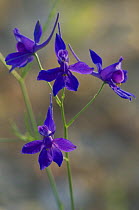 Forking Larkspur / Royal Knight's-spur (Consolida regalis / Delphinium consolida), Provence, France