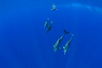 Pod of rough-toothed dolphins (Steno bredanensis) diving. Kona, Hawaii