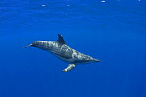 Rough-toothed dolphin (Steno bredanensis), Kona, Hawaii