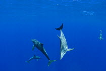 Rough-toothed dolphins (Steno bredanensis), Kona, Hawaii