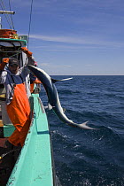 Crew of longline fishing boat pulls in a Great blue shark (Prionace glauca) taken as bycatch while fishing for Porbeagle shark; they are not allowed to keep the low-value blue shark and will throw it...