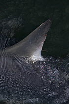 Porbeagle shark {Lamna nasus} (captive, caught for research) with dorsal fin exposed, showing white patch at rear base of fin that is diagnostic of the species, and copepod parasite (two filaments) at...