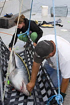 Emmerson Simpson, of Sharks Unlimited, and Pamela Emery, of the Canadian Shark Conservation Society, measure a Porbeagle shark (Lamna nasus) which will be tagged and released for research, New Brunswi...