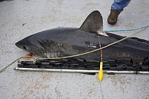 Porbeagle shark {Lamna nasus} with Xeos satellite tag attached, ready to be released for tracking in the Bay of Fundy, New Brunswick, Canada 2008