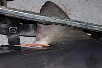 Dorsal fin of Porbeagle shark (Lamna nasus) with spaghetti tag inserted from University of New Brunswick / Canadian Shark Conservation Society research program, New Brunswick, Bay of Fundy, Canada  20...