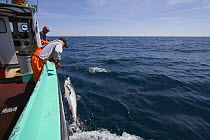Longline fishermen pull a Porbeagle shark (Lamna nasus) into the boat, in a legal and managed fishery, Nova Scotia, Canada (North Atlantic Ocean) 2008