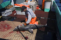 Crew member of longline vessel removes fins from Porbeagle shark (Lamna nasus) in a legal and managed fishery; fins and carcasses are landed separately, but must be equivalent in number; Nova Scotia,...