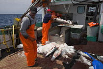 Crew of longline fishing boat load finned Porbeagle shark (Lamna nasus) carcasses into ice box, Nova Scotia, Canada (North Atlantic Ocean) 2008