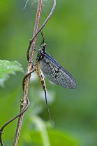 Anglers drake mayfly {Ephemera danica} Newly emerged. UK, May