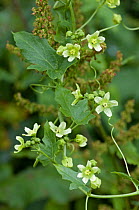 White Bryony {Bryonia dioica} flowers. UK