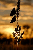African Monarch / Plain tiger butterfly {Danaus chrysippus} two adults resting on grass stem at sunrise, waiting for sun's warmth to provide warmth for flight, edge of Kalahari Desert, Northern Cape,...