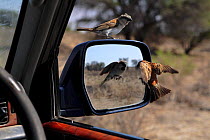 Rufous Sparrow {Passer motitensis} male attacking his reflection in car wing mirror, female looks on, Northern Cape, South Africa, 2007