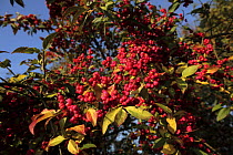 Spindle berries {Euonymous europaeus} on bush in autumn, Mendip hills, Somerset, UK