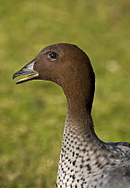 Maned Duck / Goose (Chenonetta jubatus) male, captive, from SW and E Australia, Tasmania
