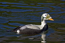 Spectacled Eider (Somateria fischeri) male, captive, from Arctic coasts of Siberia and Alaska, Vulnerable Species