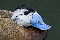 White-headed Duck (Oxyura leucocephala) male, captive, from SW Mediterranean to NW China, Vulnerable Species