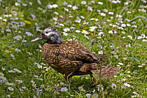 Laysan duck / Teal (Anas laysanensis) captive, from Laysan Island, Critically Endangered Species