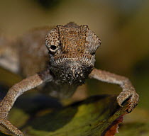Roberston's Dwarf Chameleon {Bradypodion gutturale} eyes looking in different directions, Western Cape, South Africa