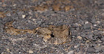 Horned adder {Bitis caudalis} hidden amongst lose stones, Great Karoo, South Africa.