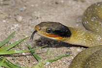 Herald snake {Crotaphopeltis hotamboeia} flicking tongue, Little Karoo, South Africa.