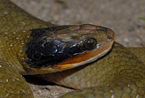 Herald snake {Crotaphopeltis hotamboeia} Little Karoo, South Africa.