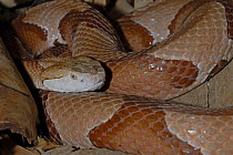 Copperhead snake {Agkistrodon contortrix} Captive, from north America
