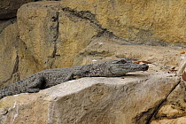 Young Nile crocodile {Crocodylus niloticus} basking on rock, Captive, South Africa