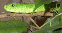 Eastern green mamba {Dendroaspis angusticeps} Captive from KwaZuluNatal, South Africa