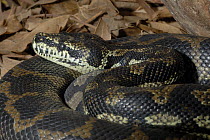 Carpet Python {Morelia spilota} captive, from South Australia