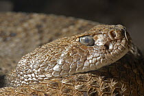 Western diamond-back rattlesnake {Crotalus atrox }head portrait, Captive, from SW USA