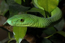 Green mamba {Dendroaspis angusticeps} from KwaZuluNatal, South Africa.