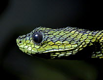 Sedge / Great Lakes / Black and green bush viper {Atheris nitschei} captive, from Tanzania.