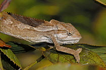 Roberston's Dwarf Chameleon {Bradypodion gutturale} moving along branch, Western Cape, South Africa