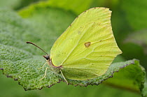 Brimstone Butterfly {Gonepteryx rhamni} male at rest on leaf, NorfolK, UK, June