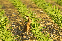 European Brown Hare {Lepus europaeus} feeding on young maize plants in arable farmland, Norfolk, UK, June