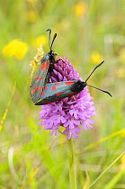 Six spot burnet moth {Zygaena filipendulae stephensi} pair mating on Pyramidal Orchid {Anacamptis pyramidalis} Norfolk, UK, July