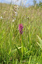 Early Marsh Orchid {Dactylorhiza incarnata coccinea} Norfolk subspecies, growing with Marsh Helleborine {Epipactis palustris} on coastal dune slacks, Norfolk, UK, July